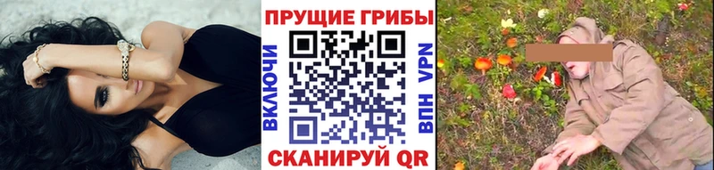OMG tor  Грозный  Галлюциногенные грибы Cubensis  закладка 